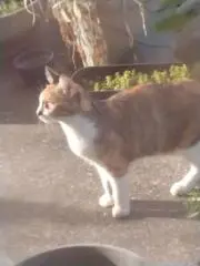 ちゃーこの画像