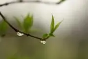 輝雫
