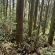 なつ