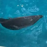 蒲公英