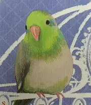 ことりさん15の画像
