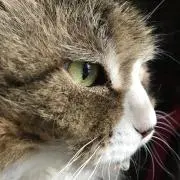 ミケランジェロの画像