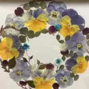 しゃけの画像