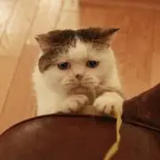 マコ