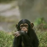 Sの画像