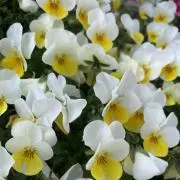 パンジーの画像