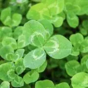 Clover
