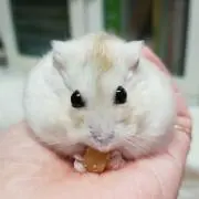 ひろりんの画像