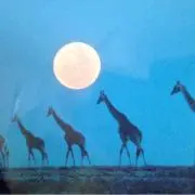 きなここ