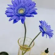 hosimomiの画像