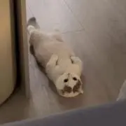 19の画像