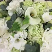 midoの画像