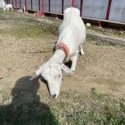 やまちゃんの画像