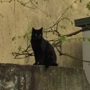 サイコサイコの画像