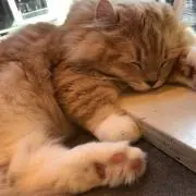ちゃちゃまるの画像
