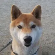 たかたろーの画像