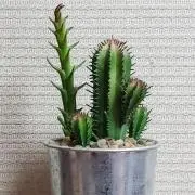 ミルクティー