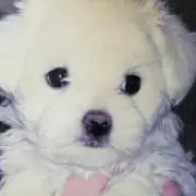 マル