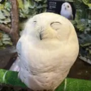 PiMoの画像