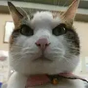 すずちゃんず＊(プロフ一読お願いします)
