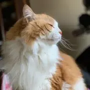 きらきんぐ