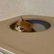 ぺこぽ☺︎同日落札分は同梱できますの画像