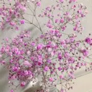 ナカムラの画像