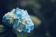 オルタ《まとめ買い大歓迎！》の画像