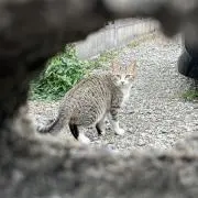 パクチー
