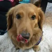 チップ
