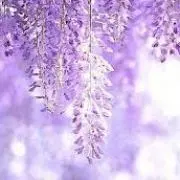 M✩.*プロフ必読✩.*˚の画像