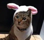 るん