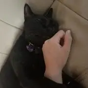 あいすの画像