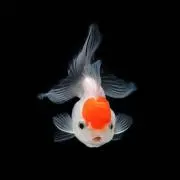 金魚