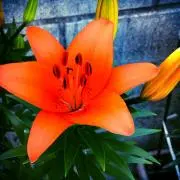 お花畑　家族揃って、断捨離中〜♪の画像
