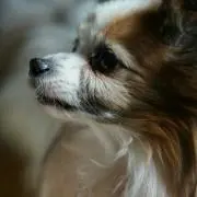 リッキーの画像
