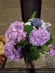 モコさんの画像