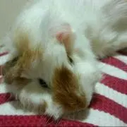 みこと