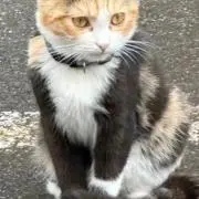 ユリの画像
