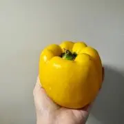 yuの画像