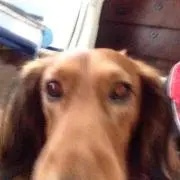 ねもと