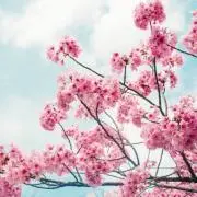 サクラの画像