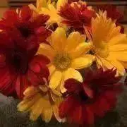 みかりんの画像