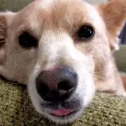 もんさん