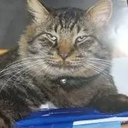 とらのすけの画像