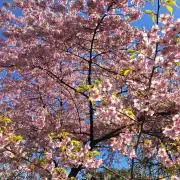 きら(土日発送遅れる場合があります)の画像