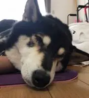 しょこら。プロフ必読⚠️の画像