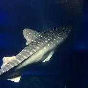 ポンズ