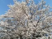 なつの画像