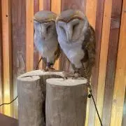紫暮の画像